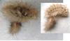Spilosoma lutea